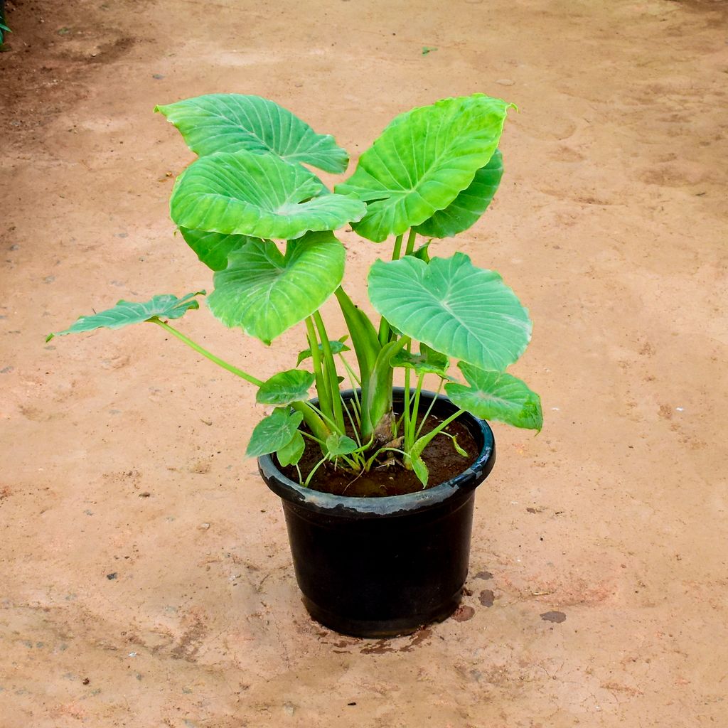 Alocasia Giant Taro in 10 Inch Nursery Pot - Large Corner Special Indoor Plant