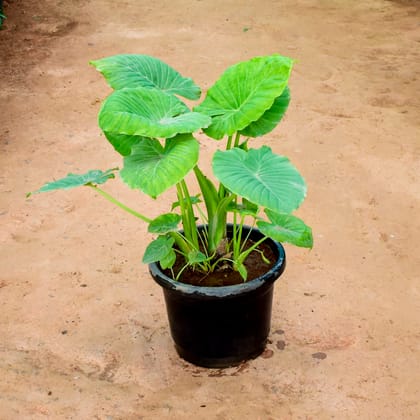 Buy Alocasia Giant Taro in 10 Inch Nursery Pot Online | Urvann.com