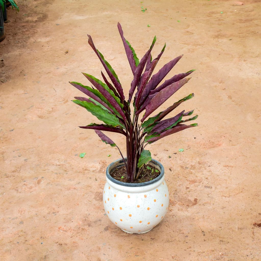 Calathea Rufibarba in 9 Inch Matki Designer Ceramic Pot (any colour) (any design)