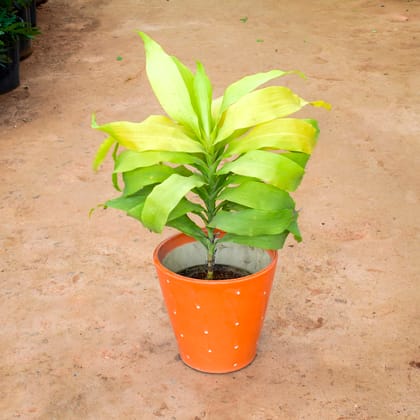 Buy Dracaena Limelight in 8 Inch Balti Ceramic Pot (any colour) (any design) Online | Urvann.com