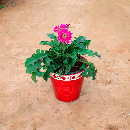 Buy Gerbera Pink in 12 Inch Balti Ceramic Pot (any colour) (any design) Online | Urvann.com