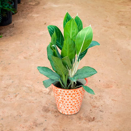 Buy Aglaonema White Stem in 11 Inch Balti Ceramic Pot (any colour) (any design) Online | Urvann.com