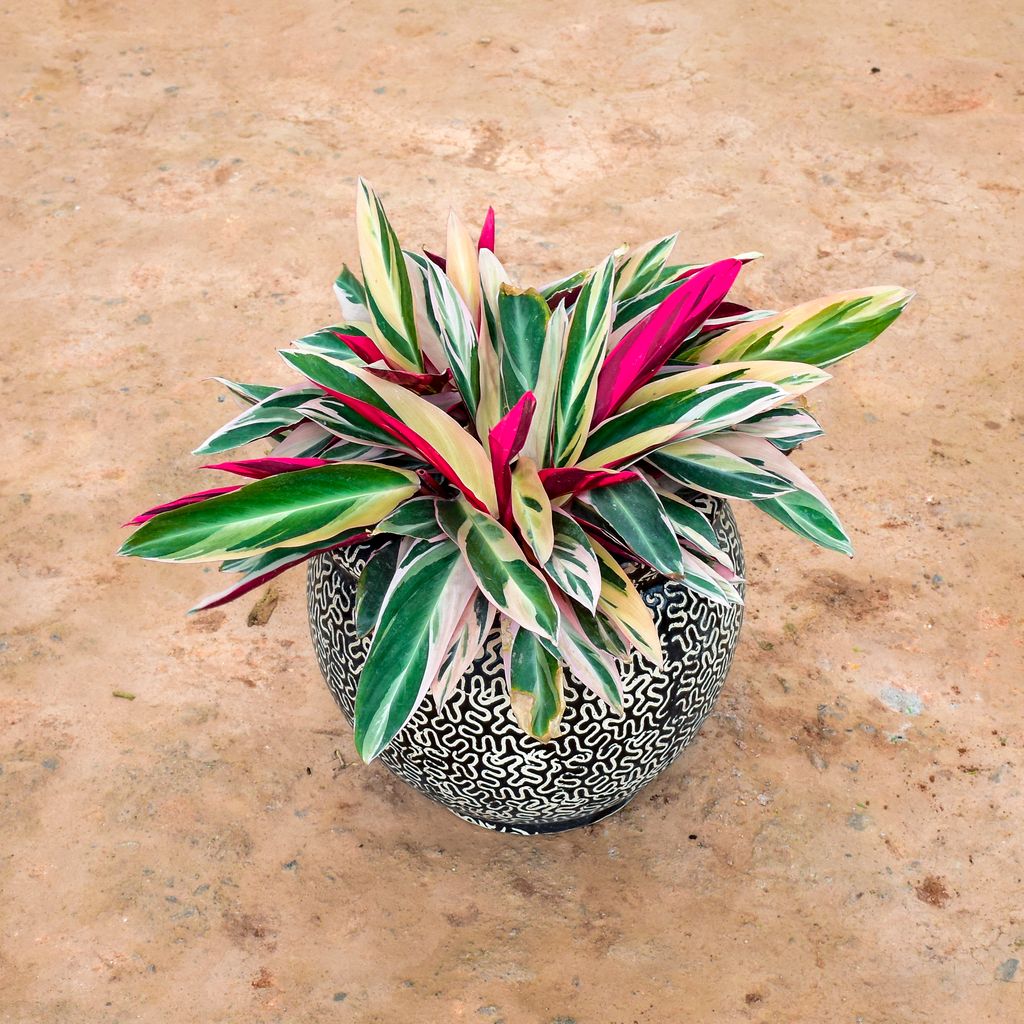 Stromanthe Triostar in 12 Inch Matki Designer Ceramic Pot (any colour) (any design)