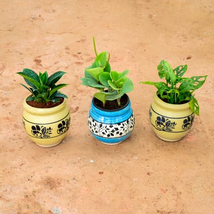 Buy Set of 3 - Philodendron Birkin, Peperomia Green & Monstera Broken Heart in 6 Inch Matki Designer Ceramic Pot (any colour) (any design) Online | Urvann.com