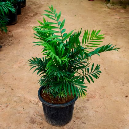 Buy Chamaedorea Palm (~ 2 Ft) in 12 Inch Nursery Pot Online | Urvann.com