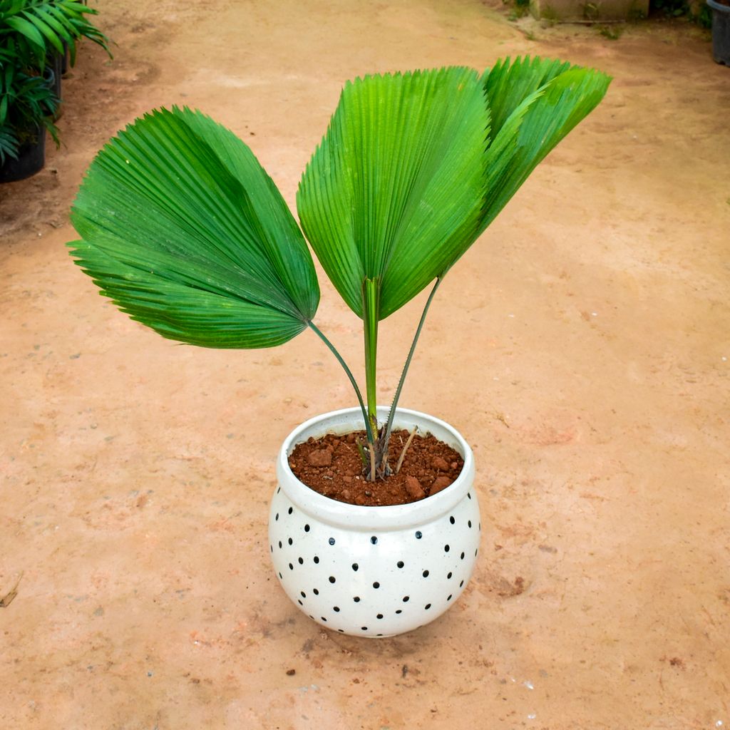 China / Fan Palm (~ 2 Ft) in 12 Inch Matki Designer Ceramic Pot (any colour) (any design) - Best Large Indoor Plant