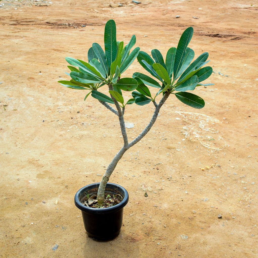 Champa / Plumeria (~ 4 Ft) in 10 Inch Nursery Pot