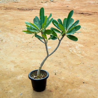 Buy Champa / Plumeria (~ 4 Ft) in 10 Inch Nursery Pot Online | Urvann.com