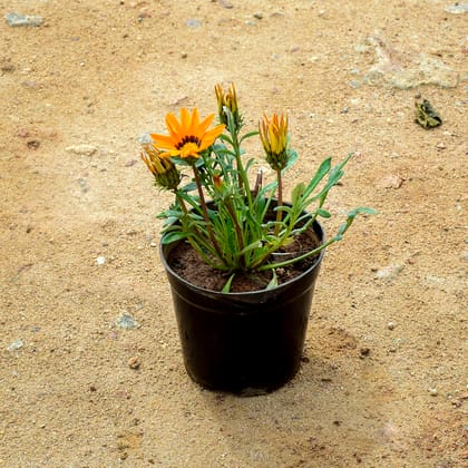 Buy Gazania Orange in 4 Inch Nursery Pot Online | Urvann.com