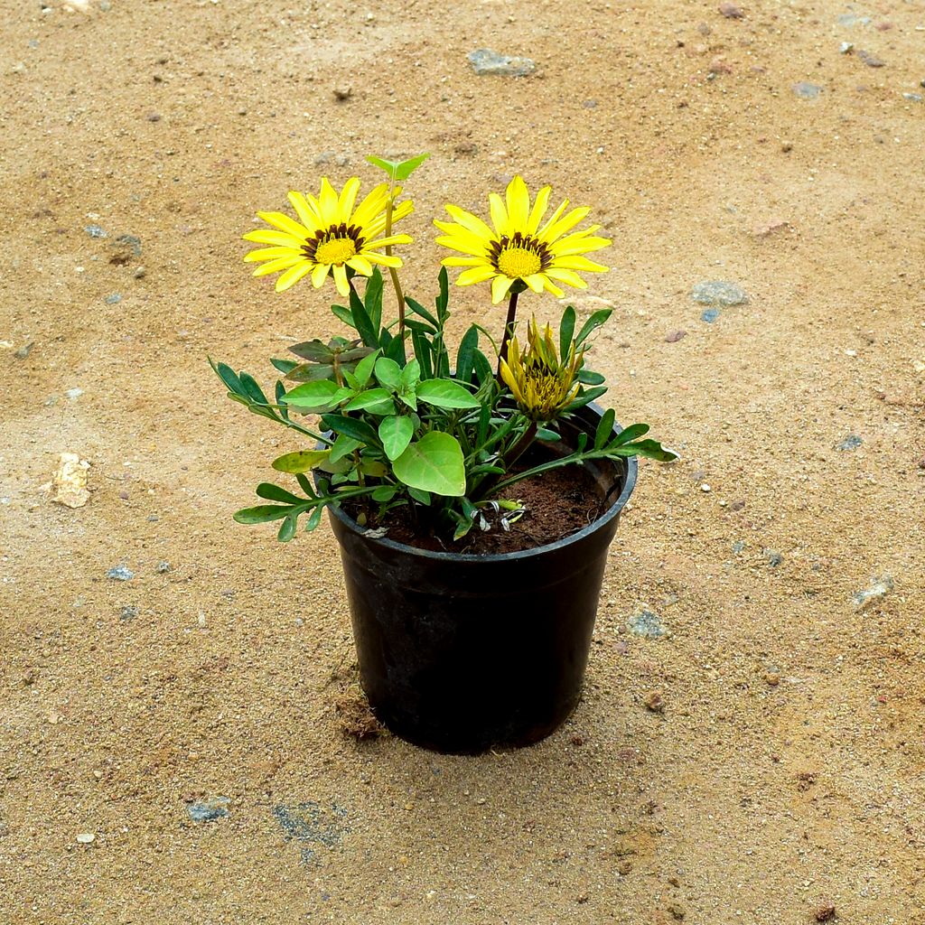 Gazania Yellow in 4 Inch Nursery Pot