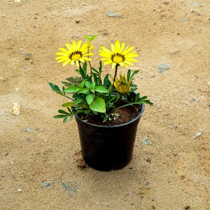 Buy Gazania Yellow in 4 Inch Nursery Pot Online | Urvann.com