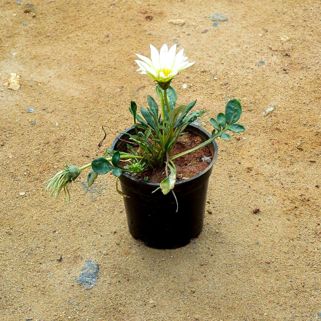 Gazania White in 4 Inch Nursery Pot