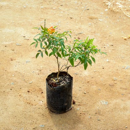 Buy Tecoma Orange in 7 Inch Nursery Bag Online | Urvann.com