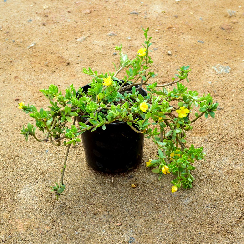 Portulaca Moss Rose Yellow in 6 Inch Nursery Pot