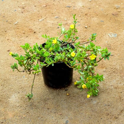 Buy Portulaca Moss Rose Yellow in 6 Inch Nursery Pot Online | Urvann.com