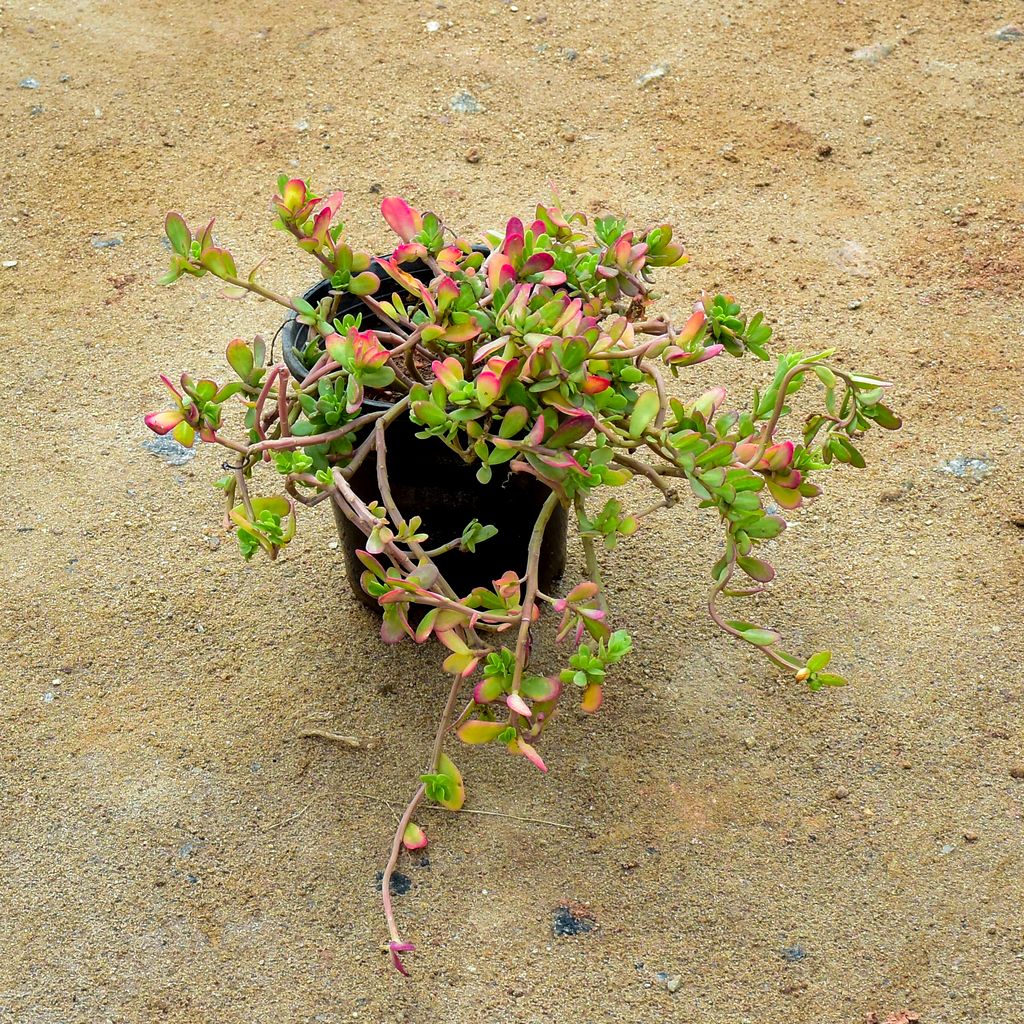 Portulaca Moss Rose Red in 6 Inch Nursery Pot