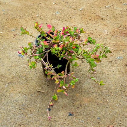 Buy Portulaca Moss Rose Red in 6 Inch Nursery Pot Online | Urvann.com