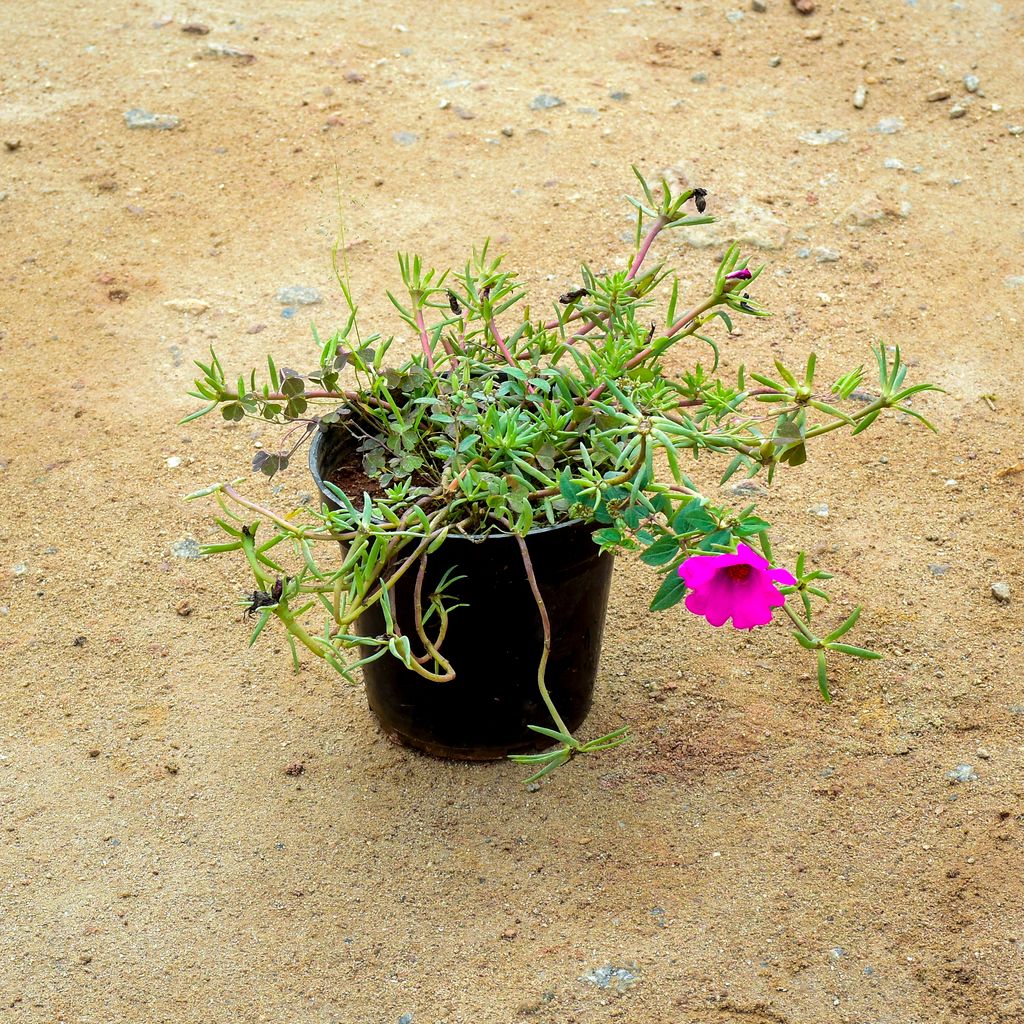 Portulaca Moss Rose Pink in 6 Inch Nursery Pot