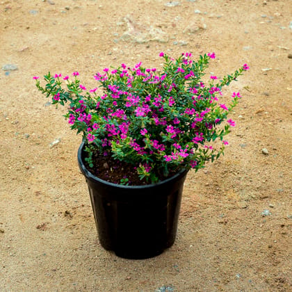 Buy Cuphea / False Heather Pink in 6 Inch Nursery Pot Online | Urvann.com