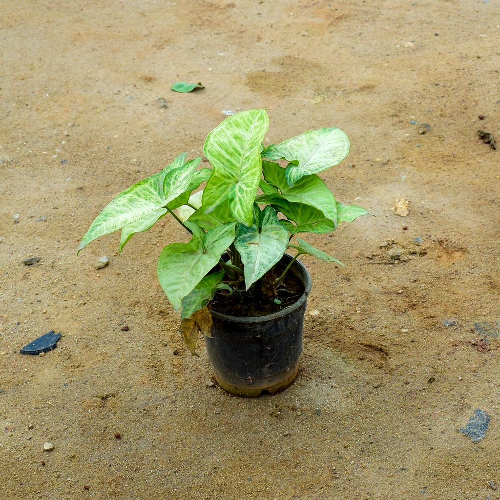 Syngonium Large Leaf in 4 Inch Nursery Pot - Best Indoor Plant for Home