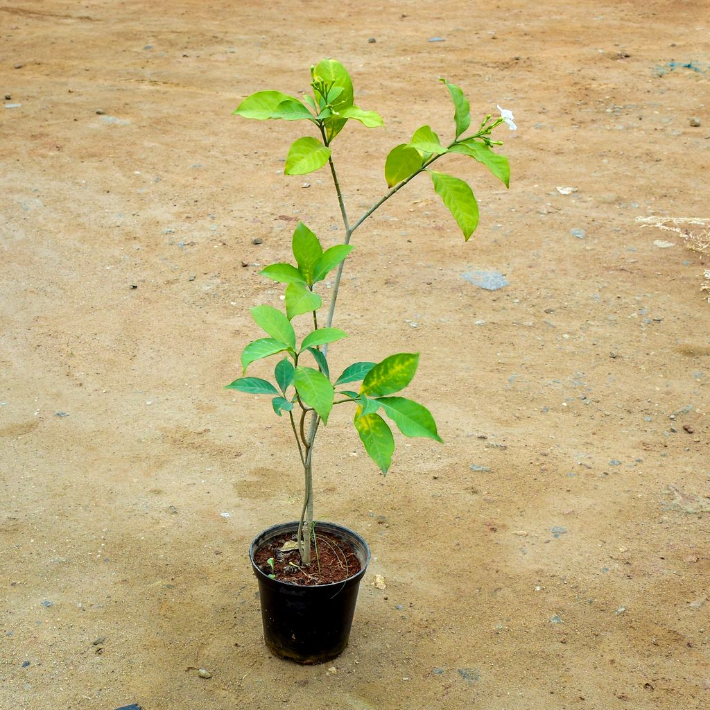 Chandni / Nandi Batalu in 6 Inch Nursery Pot