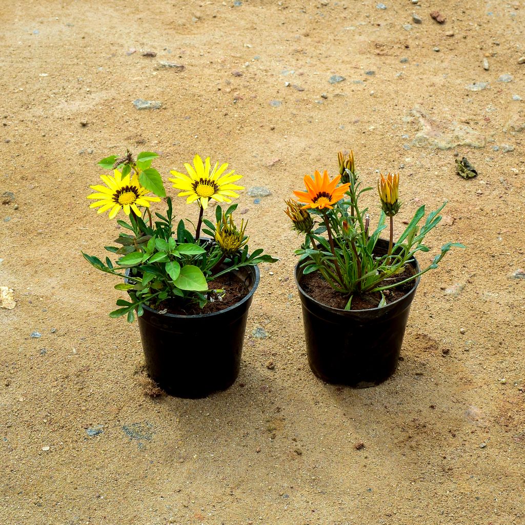 Set of 2 - Gazania (Orange & Yellow) in 4 Inch Nursery Pot