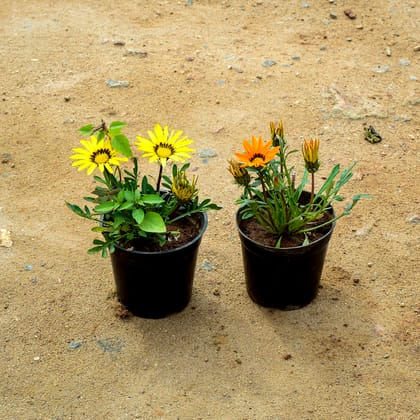 Buy Set of 2 -  Gazania (Orange & Yellow) in 4 Inch Nursery Pot Online | Urvann.com