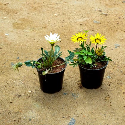 Buy Set of 2 - Gazania (White & Yellow) in 4 Inch Nursery Pot Online | Urvann.com