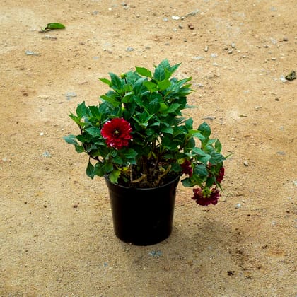 Buy Dahlia Red in 6 Inch Nursery Pot Online | Urvann.com