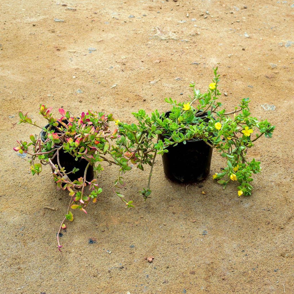 Set of 2 - Portulaca Moss Rose (Yellow & Red) in 6 Inch Nursery Pot