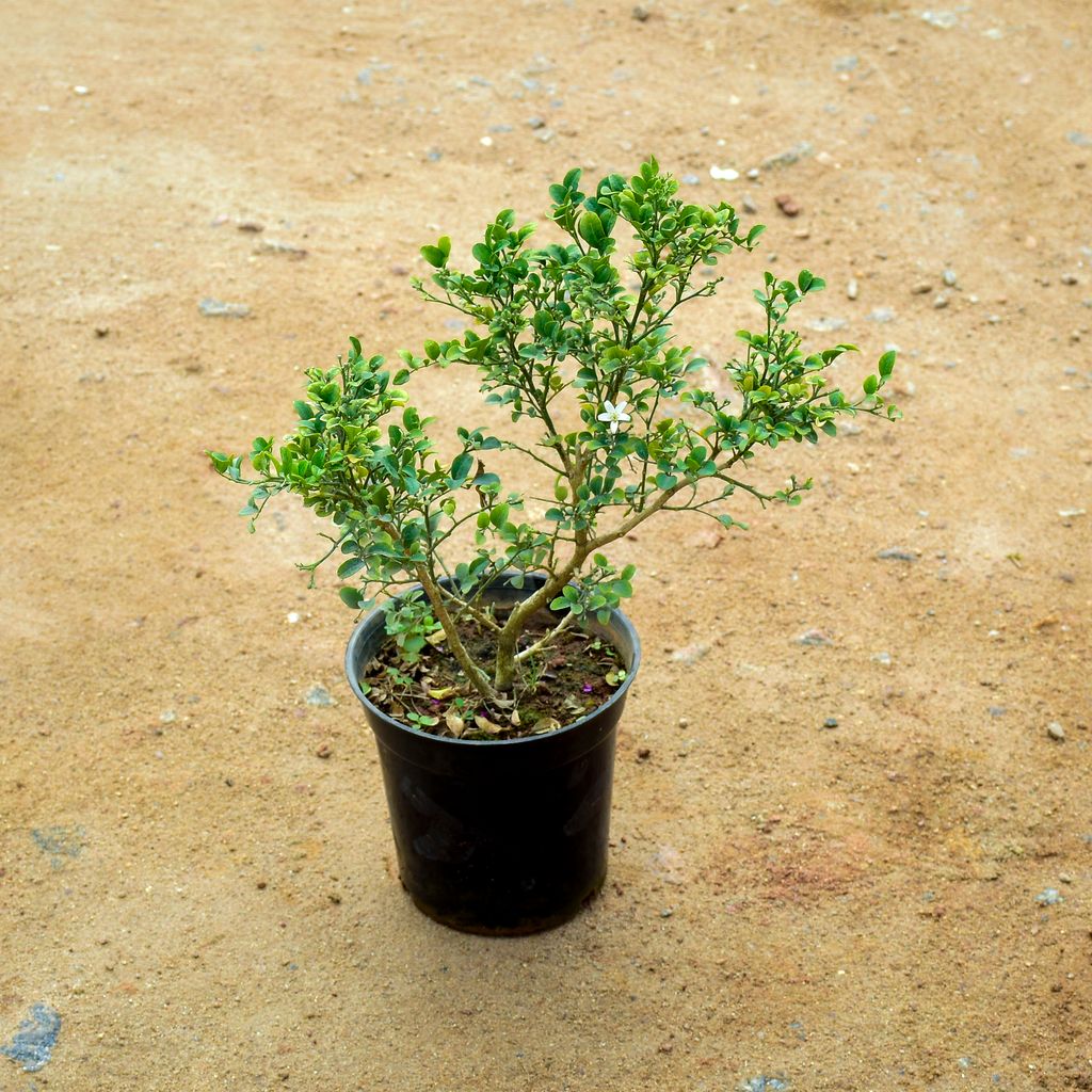 Madhu Kamini / Murraya (any colour) in 6 Inch Nursery Pot