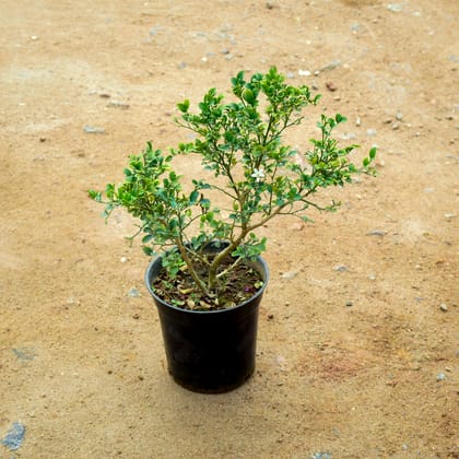 Buy Madhu Kamini / Murraya (any colour) in 6 Inch Nursery Pot Online | Urvann.com