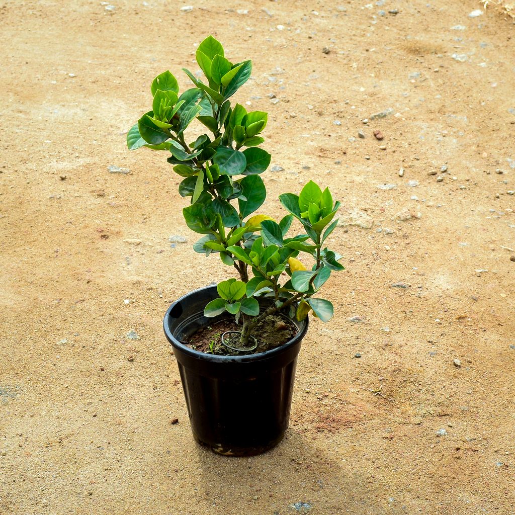 Gardenia / Gandhraaj (any colour) in 6 Inch Nursery Pot