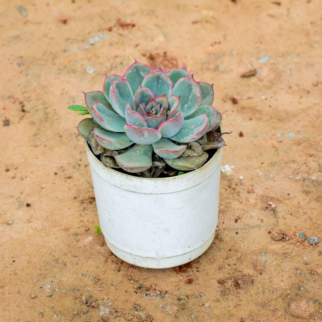 Echeveria Green Succulent in 3 Inch Nursery Pot