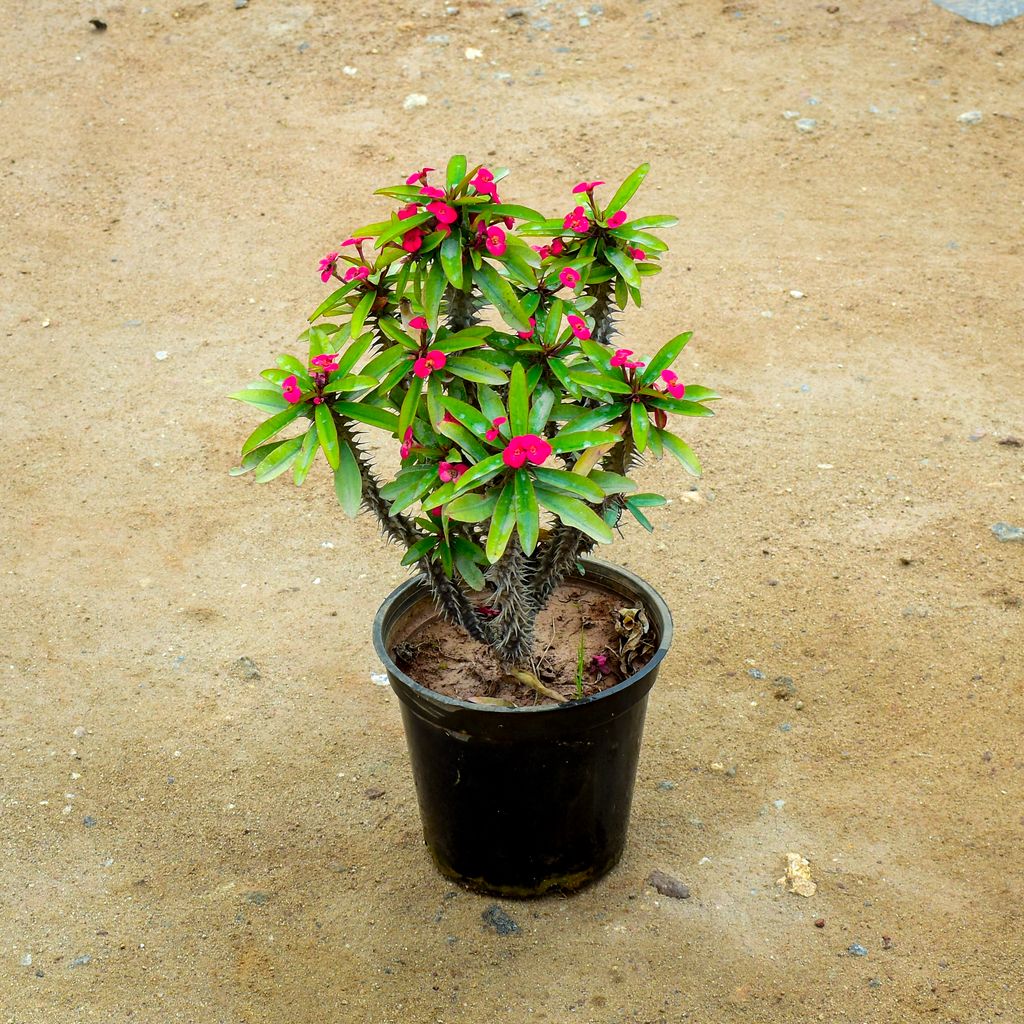 Euphorbia Mili Red in 6 Inch Nursery Pot