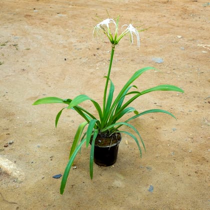 Buy Spider Lily in 6 Inch Nursery Pot Online | Urvann.com