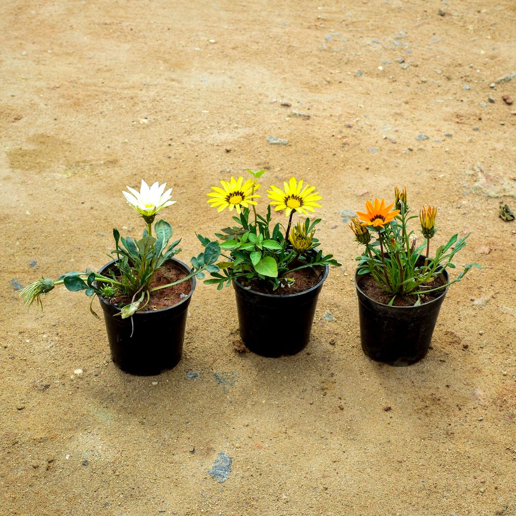 Set of 3 - Gazania (Orange, Yellow & White) in 4 Inch Nursery Pot