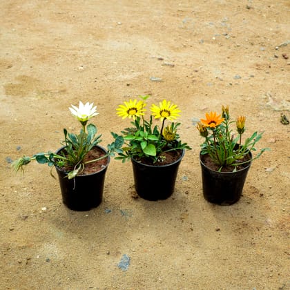 Buy Set of 3 -  Gazania (Orange, Yellow & White) in 4 Inch Nursery Pot Online | Urvann.com