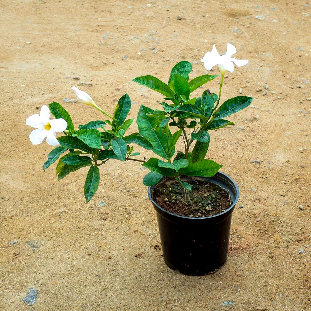 Mandevilla White in 6 Inch Nursery Pot