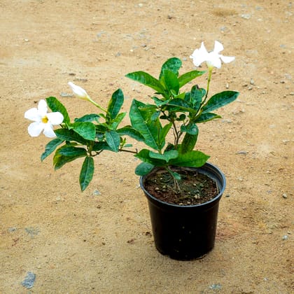 Buy Mandevilla White in 6 Inch Nursery Pot Online | Urvann.com