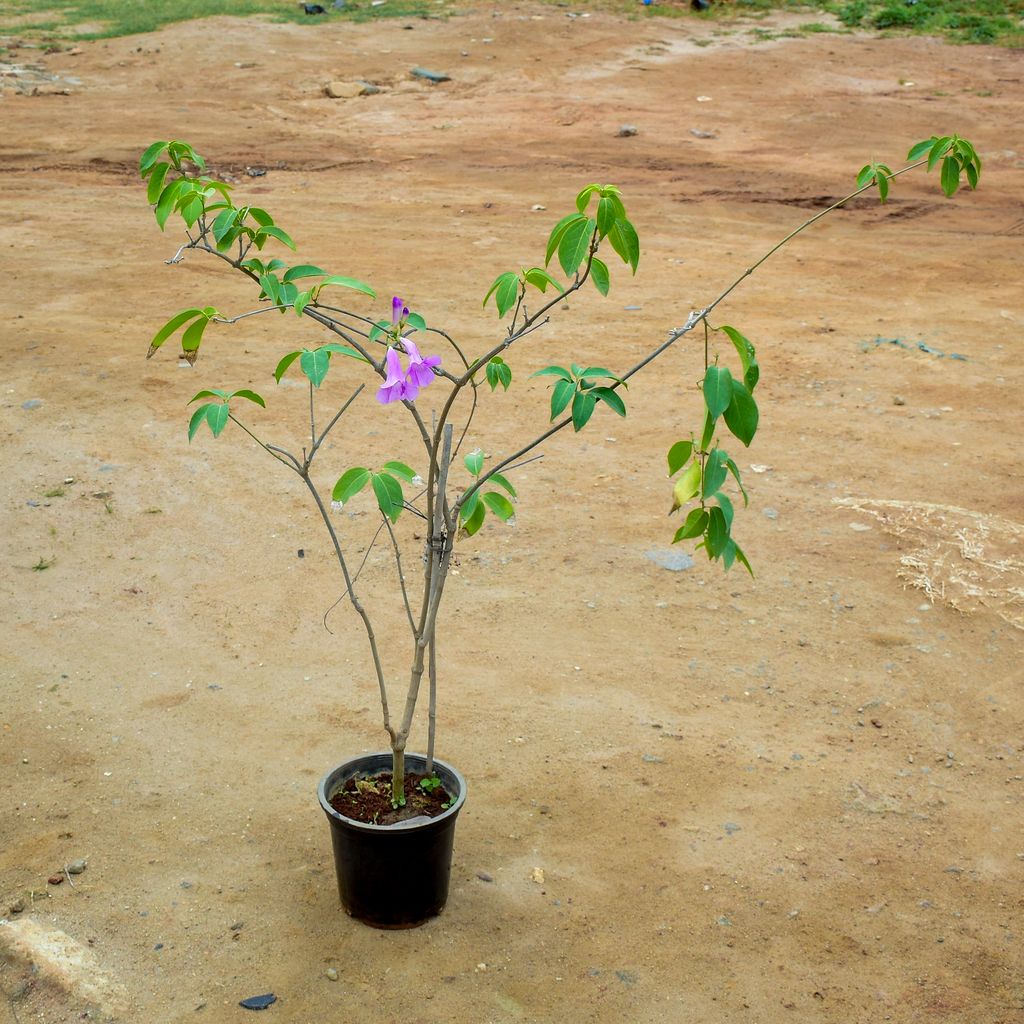 Lahsun Bel / Garlic Vine  in 7 Inch Nursery Pot