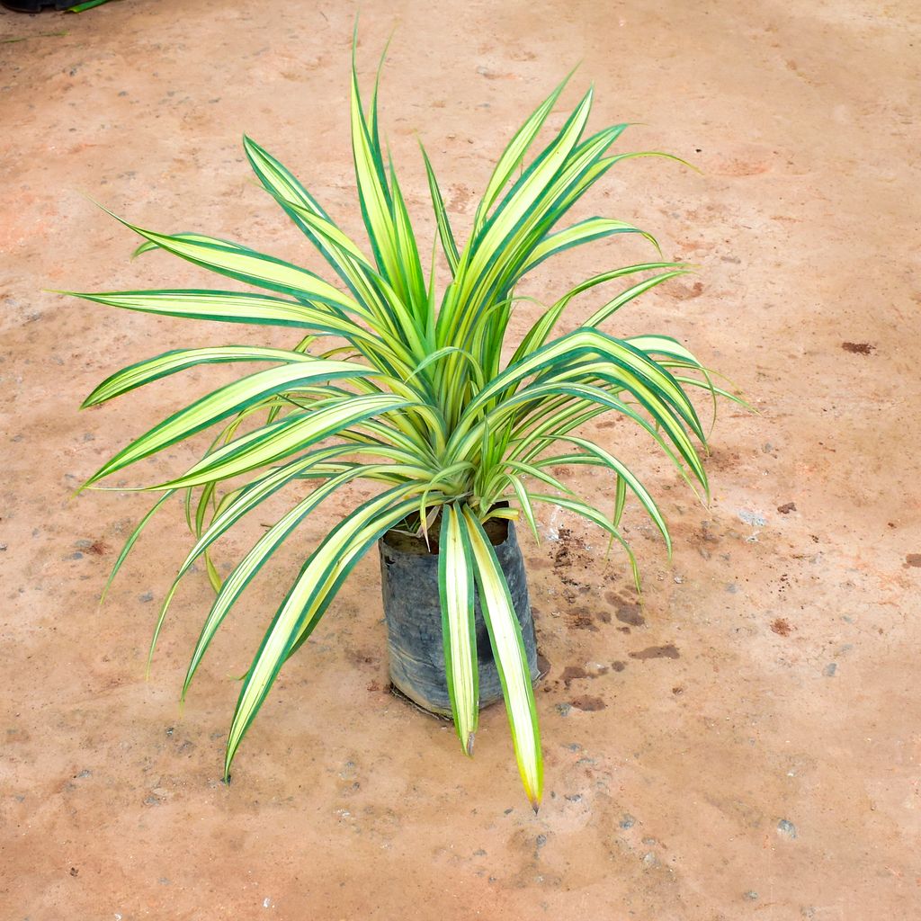 Pandanus / Screwpine in 8 Inch Nursery Bag