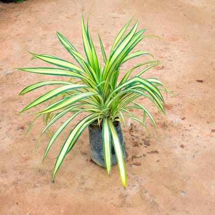 Buy Pandanus in 8 Inch Nursery Bag Online | Urvann.com