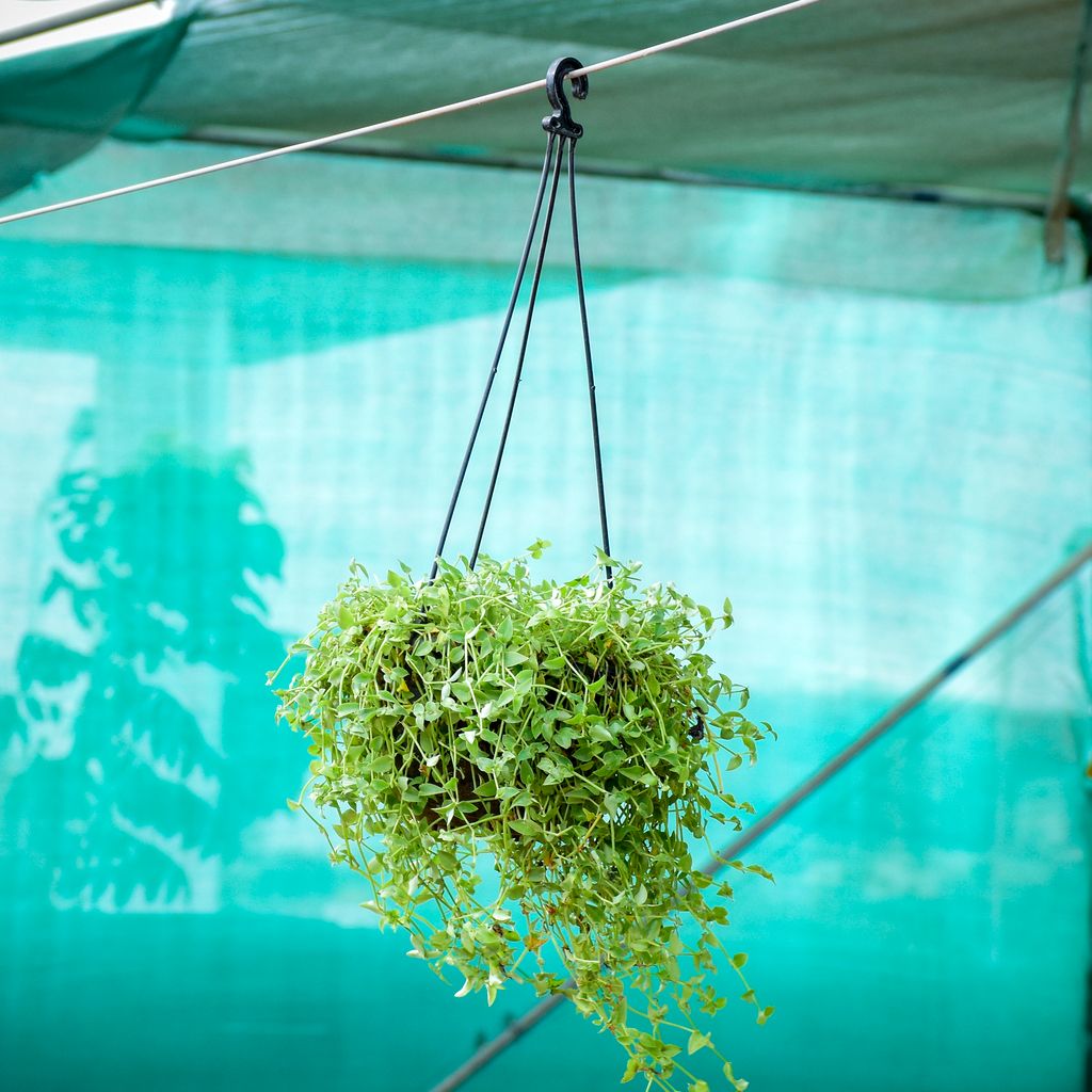 Turtle Vine in 7 Inch Black Hanging Basket