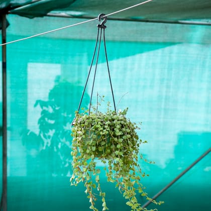 Buy Turtle Vine Black in 5 Inch Hanging Basket Online | Urvann.com