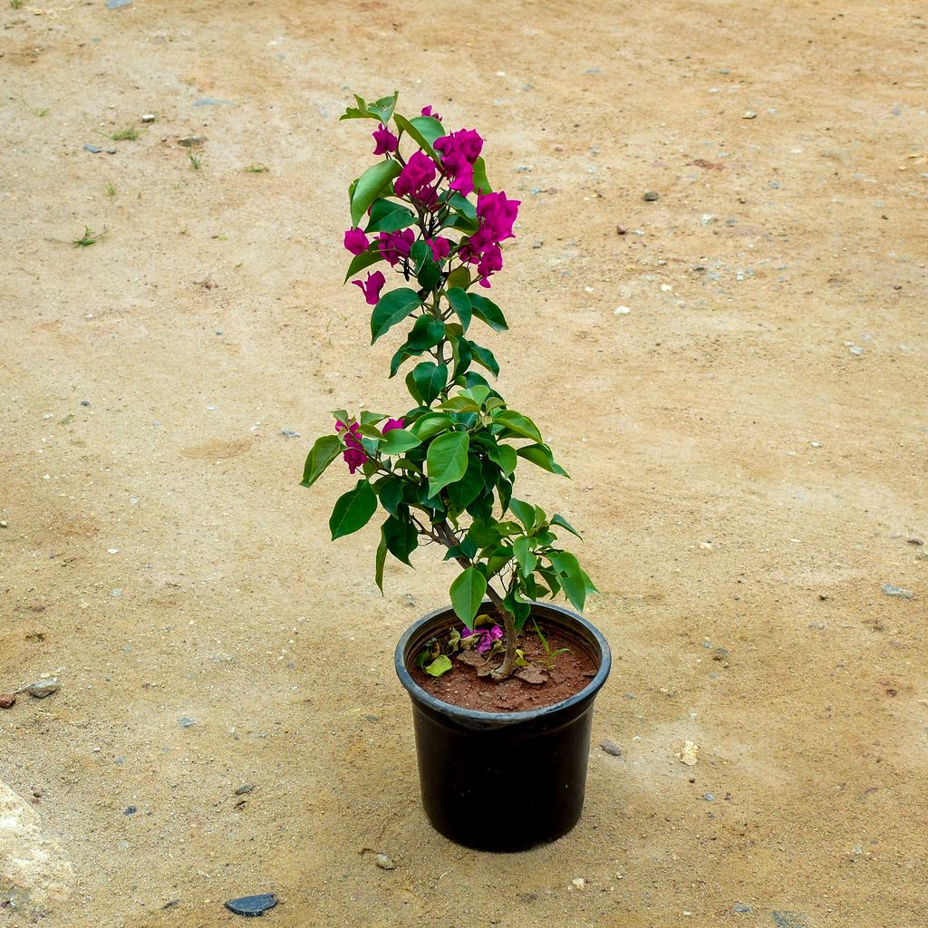 Bougainvillea Pink in 8 Inch Nursery Pot