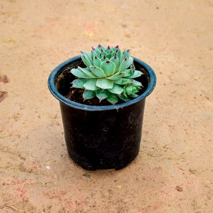 Buy Laxmi Kamal Succulent in 3 Inch Nursery Pot Online | Urvann.com