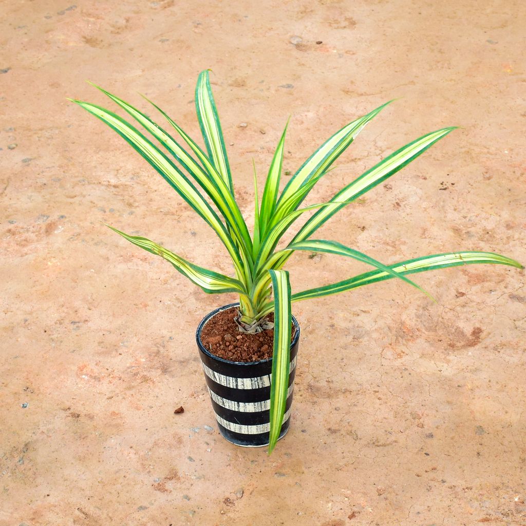 Pandanus in 6 Inch Balti Ceramic Pot (any colour) (any design)