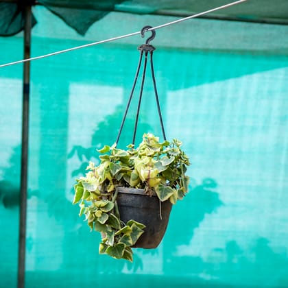 Buy English Ivy in 7 Inch Hanging Pot Online | Urvann.com