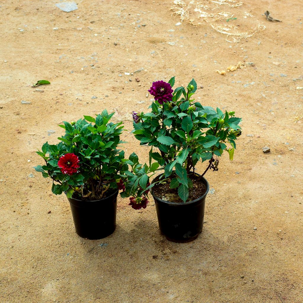 Set Of 2 - Dahlia (Red & Purple) in 6 Inch Nursery Pot